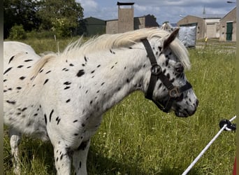 Shetland Ponys, Hengst, 1 Jahr, 112 cm, Tigerschecke
