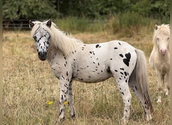 Shetland Ponys, Hengst, 1 Jahr, 112 cm, Tigerschecke