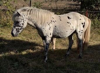 Shetland Ponys, Hengst, 1 Jahr, 113 cm, Tigerschecke