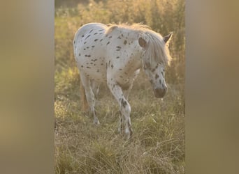 Shetland Ponys, Hengst, 1 Jahr, 113 cm, Tigerschecke