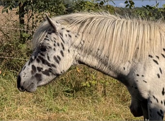 Shetland Ponys, Hengst, 1 Jahr, 113 cm, Tigerschecke