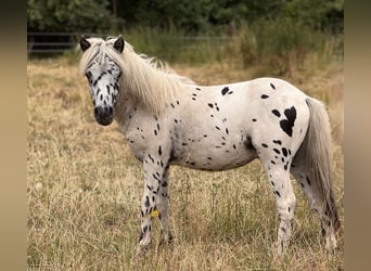 Shetland Ponys, Hengst, 1 Jahr, 113 cm, Tigerschecke