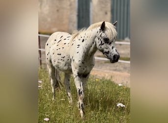 Shetland Ponys, Hengst, 1 Jahr, 113 cm, Tigerschecke