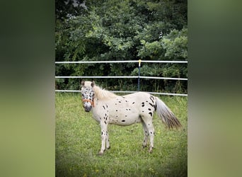 Shetland Ponys, Hengst, 1 Jahr, 115 cm, Tigerschecke