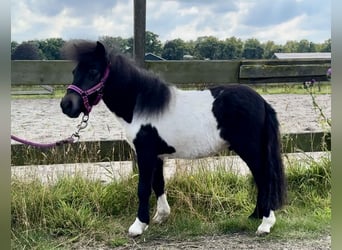 Shetland Ponys, Hengst, 1 Jahr, 65 cm, Schecke