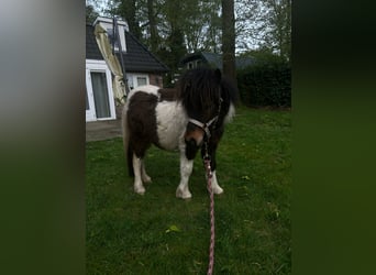 Shetland Ponys, Hengst, 1 Jahr, 65 cm, Schecke