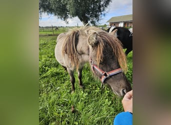 Shetland Ponys, Hengst, 1 Jahr, 70 cm, Rappe