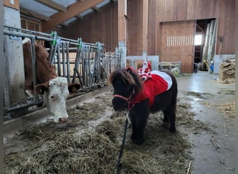 Shetland Ponys, Hengst, 1 Jahr, 70 cm, Schwarzbrauner