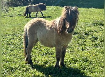 Shetland Ponys, Hengst, 1 Jahr, 80 cm, Brauner