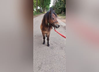 Shetland Ponys, Hengst, 1 Jahr, 80 cm, Dunkelbrauner