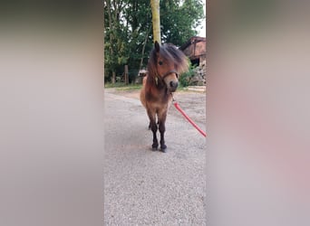 Shetland Ponys, Hengst, 1 Jahr, 80 cm, Dunkelbrauner
