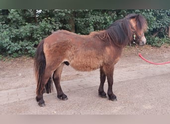 Shetland Ponys, Hengst, 1 Jahr, 80 cm, Dunkelbrauner