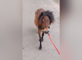 Shetland Ponys, Hengst, 1 Jahr, 80 cm, Dunkelbrauner