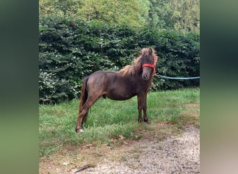 Shetland Ponys, Hengst, 1 Jahr, 80 cm