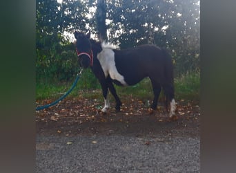 Shetland Ponys, Hengst, 1 Jahr, 80 cm
