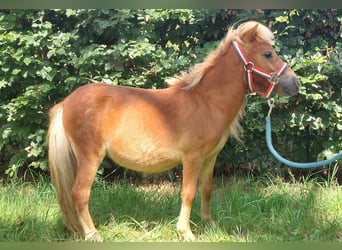 Shetland Ponys, Hengst, 1 Jahr, 80 cm