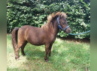 Shetland Ponys, Hengst, 1 Jahr, 80 cm