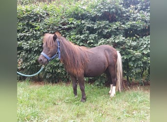 Shetland Ponys, Hengst, 1 Jahr, 80 cm