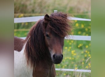 Shetland Ponys, Hengst, 1 Jahr, 83 cm, Schecke