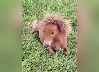 Shetland Ponys Mix, Hengst, 1 Jahr, 87 cm, Fuchs