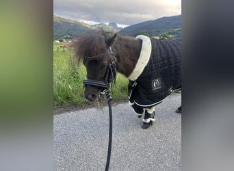 Shetland Ponys, Hengst, 1 Jahr, 87 cm, Rappe
