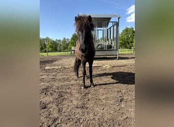 Shetland Ponys, Hengst, 1 Jahr, 90 cm, Dunkelbrauner