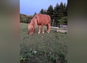 Shetland Ponys, Hengst, 1 Jahr, 90 cm, Fuchs