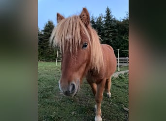 Shetland Ponys, Hengst, 1 Jahr, 90 cm, Fuchs