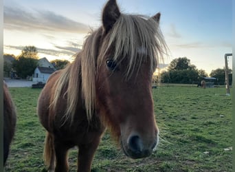 Shetland Ponys, Hengst, 1 Jahr, 90 cm, Fuchs