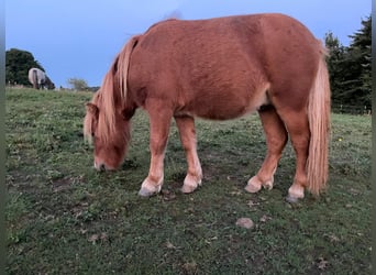 Shetland Ponys, Hengst, 1 Jahr, 90 cm, Fuchs
