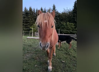 Shetland Ponys, Hengst, 1 Jahr, 90 cm, Fuchs