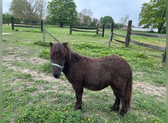 Shetland Ponys Mix, Hengst, 1 Jahr, 90 cm, Rappe