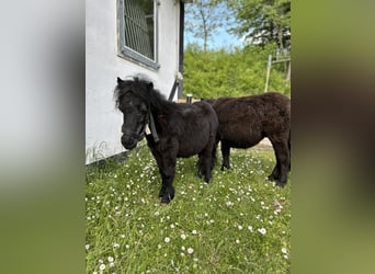 Shetland Ponys, Hengst, 1 Jahr, 90 cm, Rappe