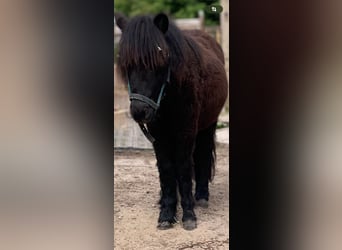 Shetland Ponys, Hengst, 1 Jahr, 90 cm, Rappe