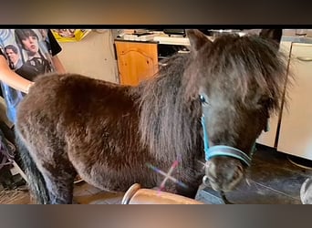 Shetland Ponys, Hengst, 1 Jahr, 90 cm, Rappe