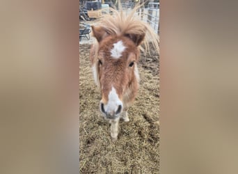 Shetland Ponys, Hengst, 1 Jahr, 90 cm, Schecke