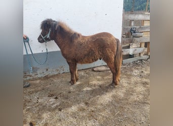 Shetland Ponys, Hengst, 1 Jahr, 95 cm, Brauner