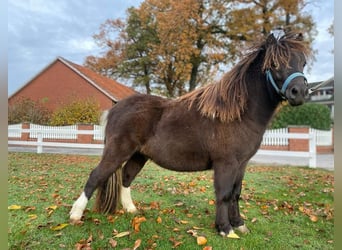 Shetland Ponys, Hengst, 1 Jahr, 97 cm, Rappe