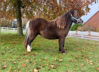 Shetland Ponys, Hengst, 1 Jahr, 97 cm, Rappe
