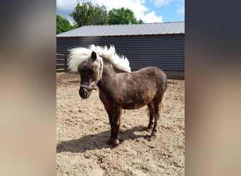 Shetland Ponys, Hengst, 1 Jahr