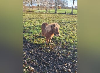 Shetland Ponys, Hengst, 1 Jahr