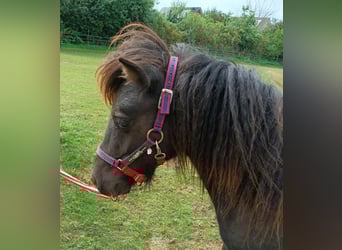 Shetland Ponys, Hengst, 1 Jahr, Rappe