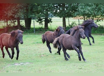 Shetland Ponys, Hengst, 1 Jahr, Rappe