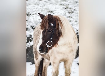 Shetland Ponys, Hengst, 20 Jaar, 105 cm, Gevlekt-paard