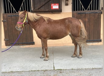 Shetland Ponys, Hengst, 20 Jaar, 116 cm, Donkere-vos