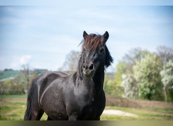 Shetland Ponys, Hengst, 21 Jaar, 110 cm, Zwart