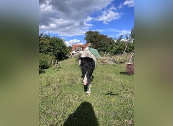 Shetland Ponys, Hengst, 25 Jahre, 100 cm, Schecke