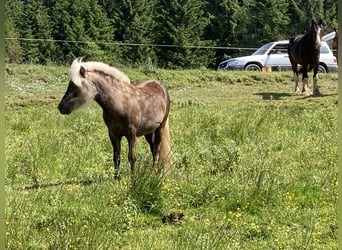 Shetland Ponys Mix, Hengst, 2 Jaar, 100 cm