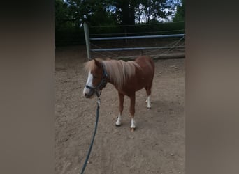 Shetland Ponys, Hengst, 2 Jaar, 100 cm, Vos