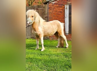 Shetland Ponys, Hengst, 2 Jaar, 101 cm